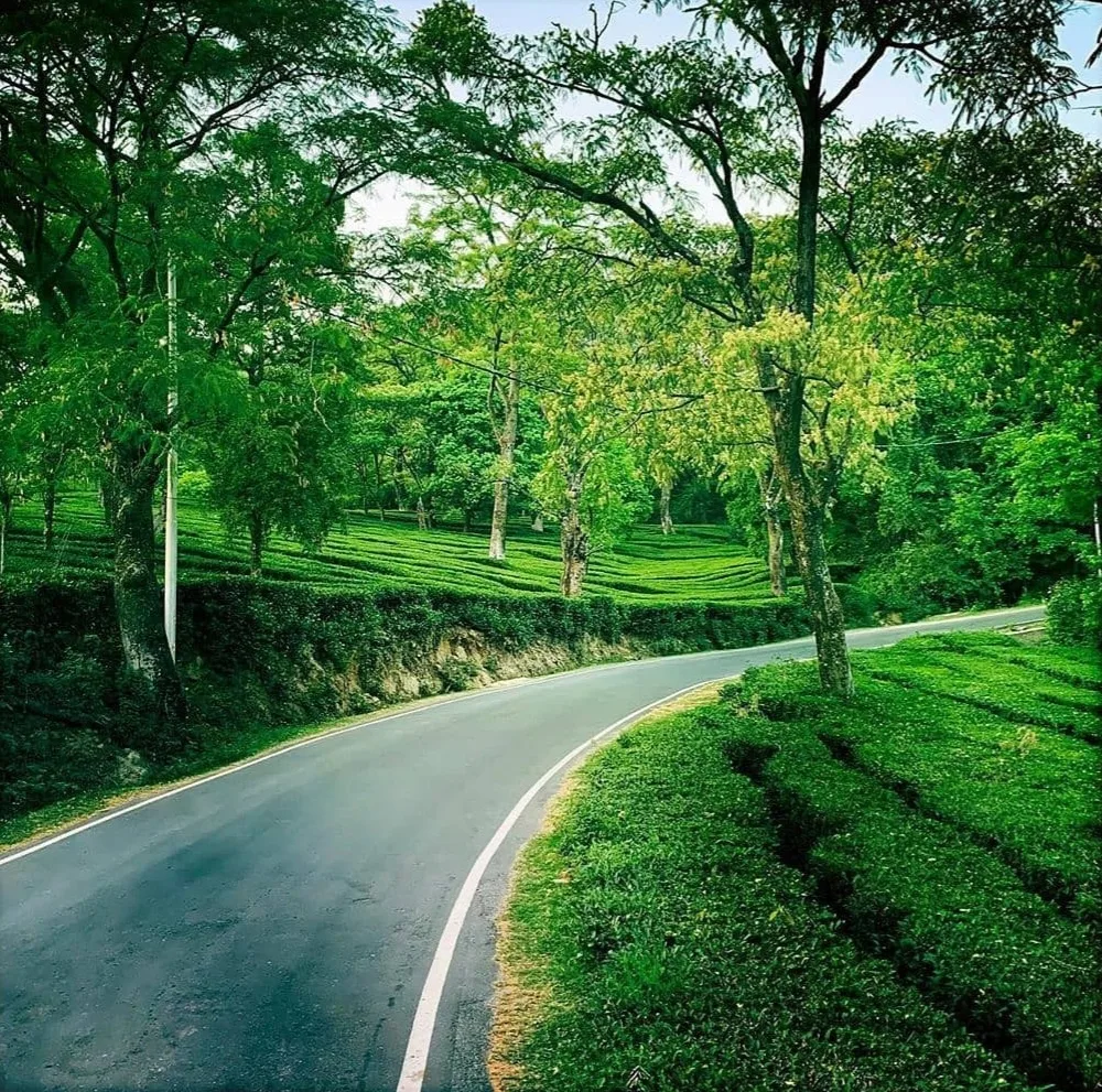  Tea gardens in Dharamshala