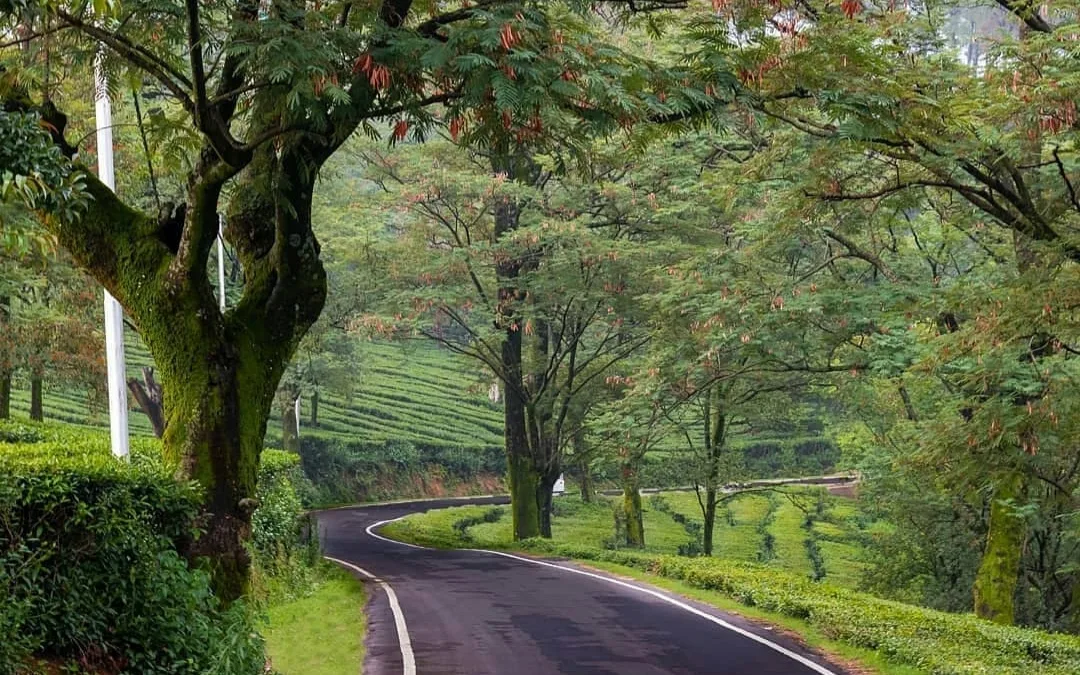 Tea gardens in Dharamshala